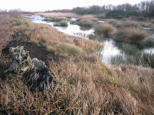 Thorne Moors: Thorne Moors